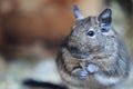 Common degu