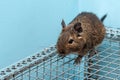 The common degu is a small hystricomorpha rodent endemic from Chile. Royalty Free Stock Photo