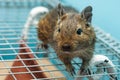 The common degu is a small hystricomorpha rodent endemic from Chile. Royalty Free Stock Photo