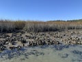 Oysters in mud and water exposed at low tide clear water