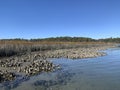 Oysters in mud and water exposed at low tide clear water