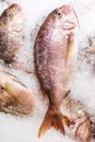 Common dentex fish on ice Royalty Free Stock Photo