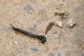 Common Desert Centipede or Scolopendra Polymorpha Royalty Free Stock Photo