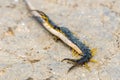 Common Desert Centipede or Scolopendra Polymorpha Royalty Free Stock Photo