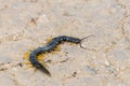 Common Desert Centipede or Scolopendra Polymorpha Royalty Free Stock Photo