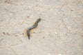 Common Desert Centipede or Scolopendra Polymorpha Royalty Free Stock Photo