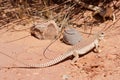 Common Desert Iguana Royalty Free Stock Photo