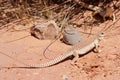 Common Desert Iguana