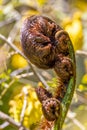 Black Tree Fern in New Zealand Royalty Free Stock Photo