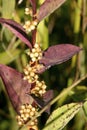 Common Dodder with Seed Capsules 605468 Royalty Free Stock Photo