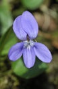 Common Dog-violet - Viola riviniana