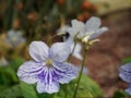 Common Dog-violet - Viola riviniana Royalty Free Stock Photo