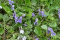 Common Dog Violet - Viola riviniana, Norfolk, England, UK Royalty Free Stock Photo