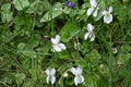 White Common Dog Violet - Viola riviniana, Norfolk, England, UK