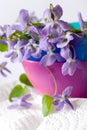 Common Dog Violet - Viola riviniana - spring flower Royalty Free Stock Photo