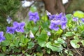 Common dog violet Viola riviniana on woodland edges