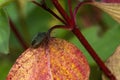 Common dogwood autumn leaves colour during the November fall showing a green shield bug insect Royalty Free Stock Photo
