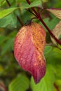 Common dogwood autumn red leaf colour with a green shield bug insect Royalty Free Stock Photo