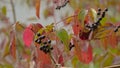 Common dogwood berries and leaves - Cornus sanguinea