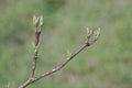 Common dogwood, Cornus sanguinea