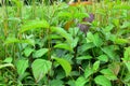 Common Dogwood - Cornus sanguinea