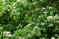 Flowering Common Dogwood - Cornus sanguinea, River Yare, Surlingham, Norfolk Broads, England, UK Royalty Free Stock Photo