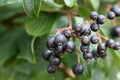 Common Dogwood Fruits Royalty Free Stock Photo