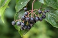 Common Dogwood Fruits Royalty Free Stock Photo