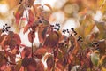 Common dogwood shrub in autumn with black berries