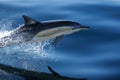 COMMON DOLPHIN 1 of 4 Royalty Free Stock Photo