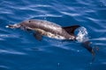 Common Dolphin Royalty Free Stock Photo