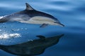 COMMON DOLPHIN 2 of 4