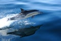 COMMON DOLPHIN 3 of 4