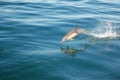 Common Dolphin Royalty Free Stock Photo
