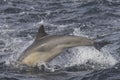 Common Dolphin breaching in the ocean Royalty Free Stock Photo