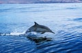 Common Dolphin, delphinus delphis, Adult Leaping, Mexico Royalty Free Stock Photo