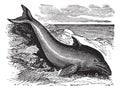 Common Dolphin or Delphinus delphis or Delphinus capensis, vintage engraving