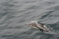 Common Dolphin Delphinus delphis 1 Royalty Free Stock Photo