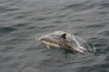 Common Dolphin Delphinus delphis 3 Royalty Free Stock Photo