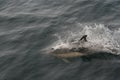 Common Dolphin Delphinus delphis 4 Royalty Free Stock Photo