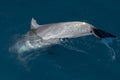 Common dolphin fin detail while swimming down Royalty Free Stock Photo