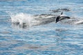 Common dolphin jumping outside the ocean Royalty Free Stock Photo