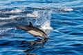 Common dolphin jumping outside the ocean Royalty Free Stock Photo