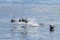 Common dolphin jumping outside the ocean Royalty Free Stock Photo