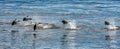 Common dolphin jumping outside the ocean Royalty Free Stock Photo