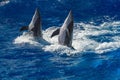 Common dolphin jumping outside the ocean Royalty Free Stock Photo