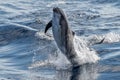 Common dolphin jumping outside the ocean Royalty Free Stock Photo