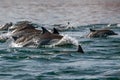 Common dolphin jumping outside the ocean Royalty Free Stock Photo