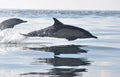 Common Dolphin leaping in south africa Royalty Free Stock Photo