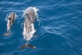 Common Dolphin - Mum & Baby Royalty Free Stock Photo